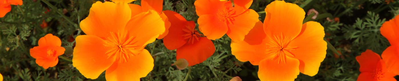 Arctic Poppies in Fairbanks Garden