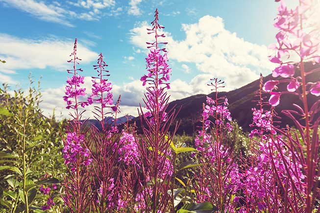 Fireweed in bloom
